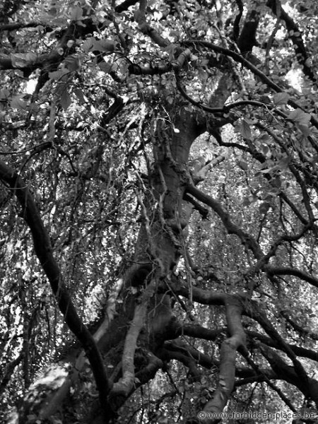 Manoir d'Erpent - (c) Forbidden Places - Sylvain Margaine - Descente dans le jardin vers l'arbre tentaculaire