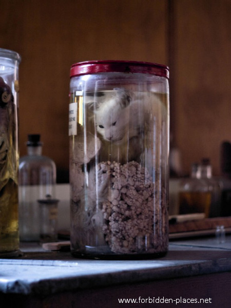 Le Musée Des Horreurs ou L'Ecole Vétérinaire d'Anderlecht - (c) Forbidden Places - Sylvain Margaine - 1- 