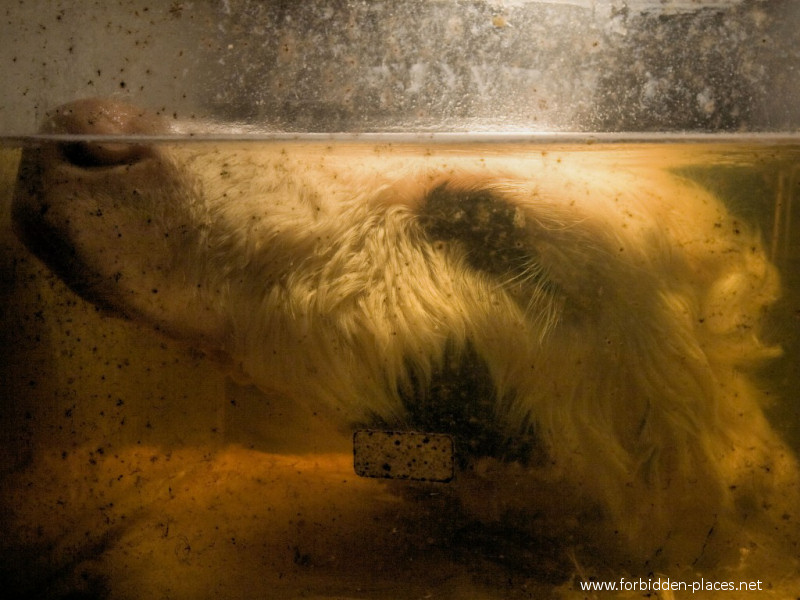 Le Musée Des Horreurs ou L'Ecole Vétérinaire d'Anderlecht - (c) Forbidden Places - Sylvain Margaine - 9- 