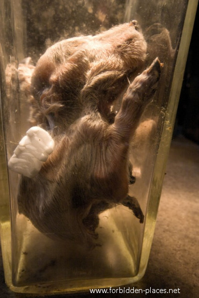 El Museo de los Horrores o la Escuela de Veterinaria de Anderlecht - (c) Forbidden Places - Sylvain Margaine - 18 - 