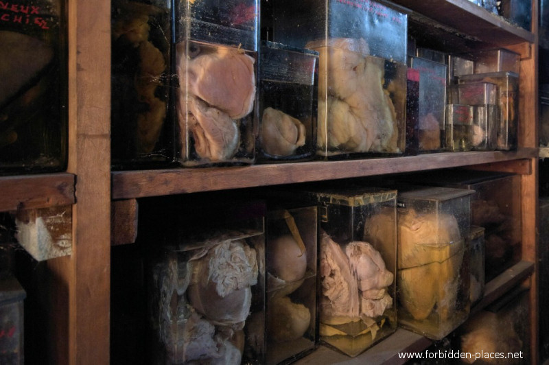 Le Musée Des Horreurs ou L'Ecole Vétérinaire d'Anderlecht - (c) Forbidden Places - Sylvain Margaine - 19 - 