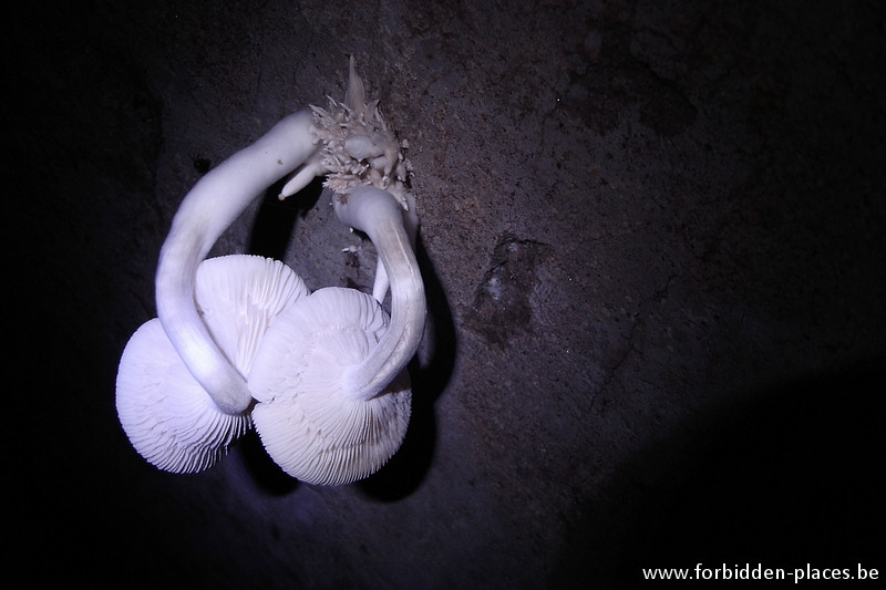 Brussels underground sewers and drains system - (c) Forbidden Places - Sylvain Margaine - Anspach main sewer