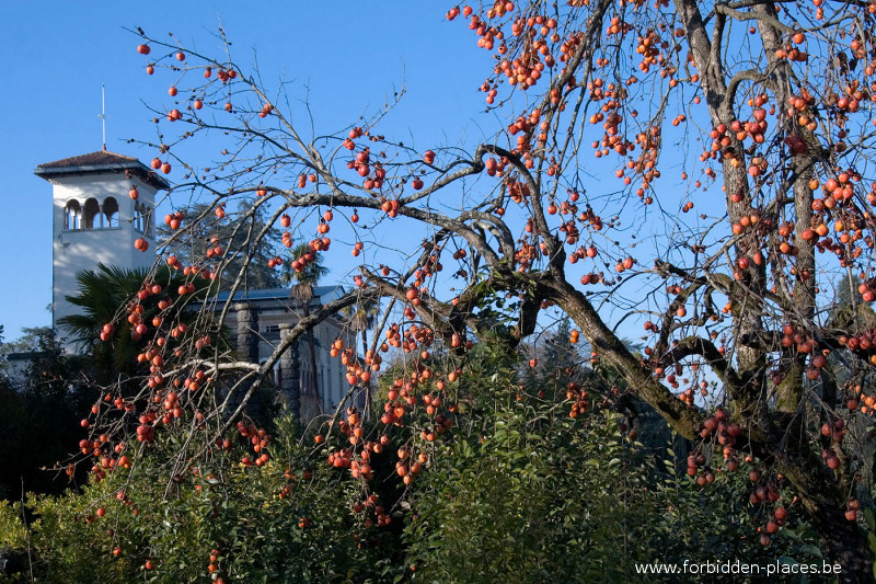 Le château Bijou - (c) Forbidden Places - Sylvain Margaine - 5 Vue du château derrière le plaqueminier